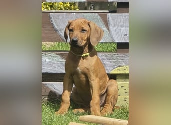 RR-Welpen mit FCI-Papieren