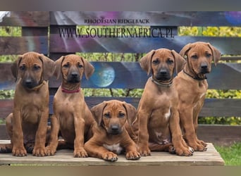 RR-Welpen mit FCI-Papieren