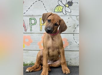 RR-Welpen mit FCI-Papieren