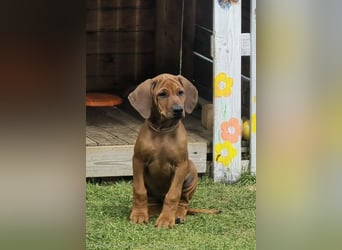 RR-Welpen mit FCI-Papieren