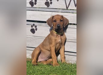 RR-Welpen mit FCI-Papieren