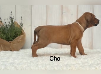 Rhodesian Ridgeback Flower Power Gang