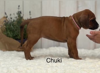 Rhodesian Ridgeback Flower Power Gang