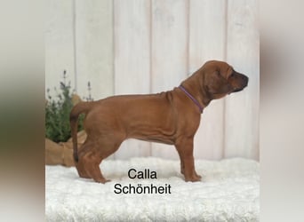 Rhodesian Ridgeback Flower Power Gang