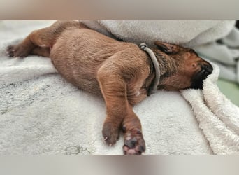 Rhodesian Ridgeback Welpen Abgabe ab November 2025 aus Leipzig