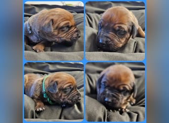 Rhodesian Ridgeback Welpen Abgabe ab November 2025 aus Leipzig