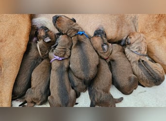 Rhodesian Ridgeback Welpen Abgabe ab November 2025 aus Leipzig