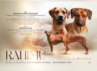 Rhodesian Ridgeback Welpen Abgabe ab November 2025 aus Leipzig