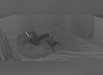 Rhodesian Ridgeback Welpen Abgabe ab November 2025 aus Leipzig