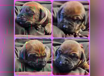 Rhodesian Ridgeback Welpen Abgabe ab November 2025 aus Leipzig