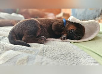 Rhodesian Ridgeback Welpen Abgabe ab November 2025 aus Leipzig