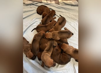 Rhodesian Ridgeback Welpen