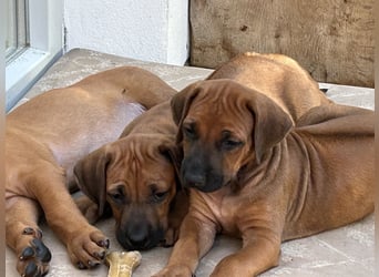Rhodesian Ridgeback Welpen