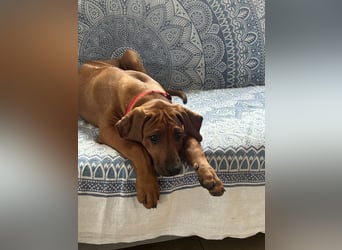Rhodesian Ridgeback Welpen