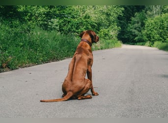 Rhodesian Ridgeback Welpen