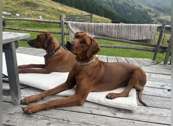 Rhodesian Ridgeback Welpen