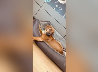 Rhodesian Ridgeback Welpen