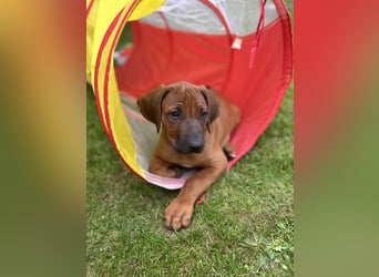 Rhodesian Ridgeback Welpen