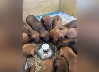 Rhodesian Ridgeback Welpen