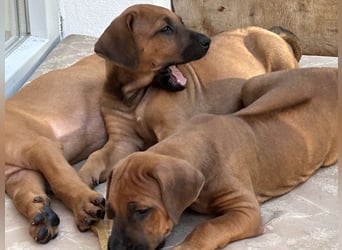 Rhodesian Ridgeback Welpen