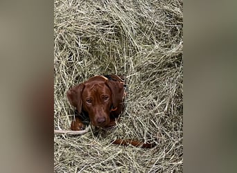 Rhodesian Ridgeback Welpen