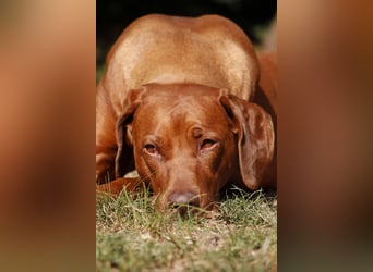 Rhodesian Ridgeback Welpen
