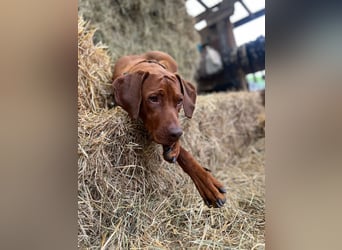 Rhodesian Ridgeback Welpen