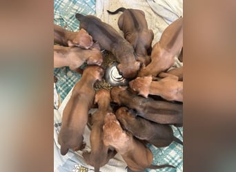 Rhodesian Ridgeback Welpen