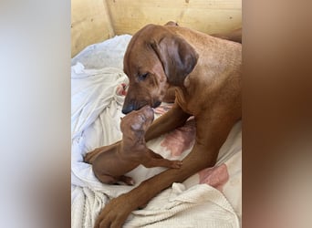 Rhodesian Ridgeback Welpen
