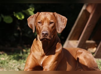 Rhodesian Ridgeback Welpen