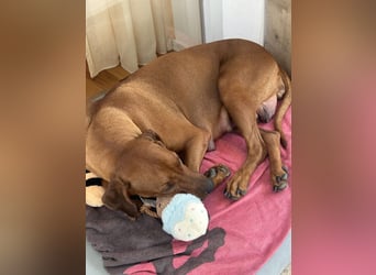 Rhodesian Ridgeback Welpen