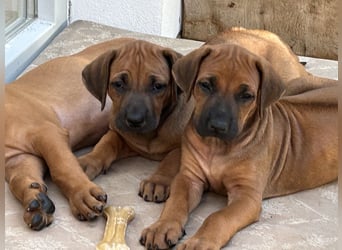 Rhodesian Ridgeback Welpen