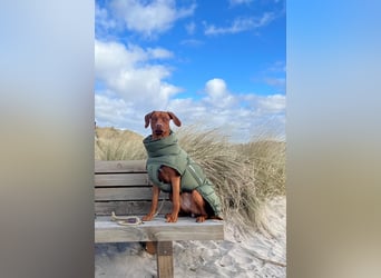 Rhodesian Ridgeback Hündin Livernose 3 Jahre