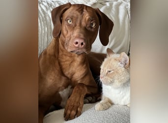 Rhodesian Ridgeback Hündin Livernose 3 Jahre