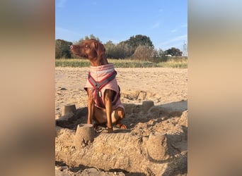 Rhodesian Ridgeback Hündin Livernose 3 Jahre