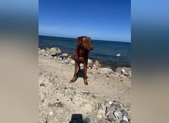 Rhodesian Ridgeback Hündin Livernose 3 Jahre