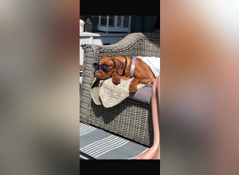 Rhodesian Ridgeback Hündin Livernose 3 Jahre