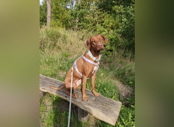 Rhodesian Ridgeback Hündin Livernose 3 Jahre