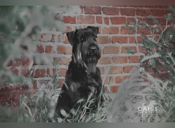 Wurfankündung Riesenschnauzer schwarz Kör & Leistungszucht