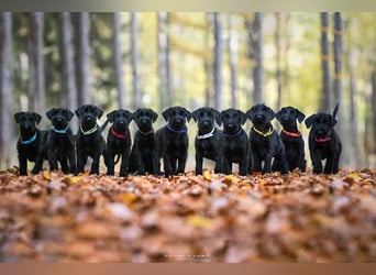 Wurfankündung Riesenschnauzer schwarz Kör & Leistungszucht