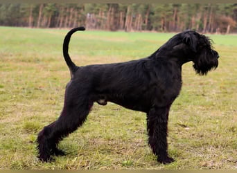 Wurfankündung Riesenschnauzer schwarz Kör & Leistungszucht