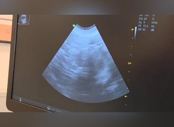 Wurfankündung Riesenschnauzer schwarz Kör & Leistungszucht