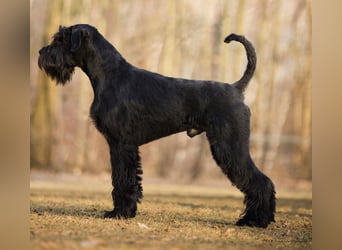 Wurfankündung Riesenschnauzer schwarz Kör & Leistungszucht