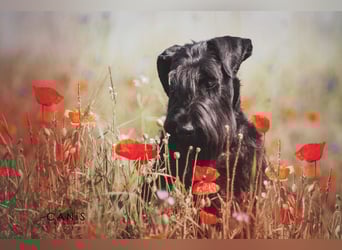 Wurfankündung Riesenschnauzer schwarz Kör & Leistungszucht