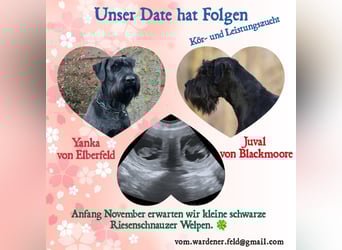 Wurfankündung Riesenschnauzer schwarz Kör & Leistungszucht