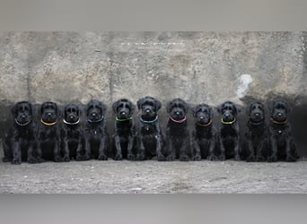 Wurfankündung Riesenschnauzer schwarz Kör & Leistungszucht