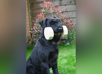 Wurfankündung Riesenschnauzer schwarz Kör & Leistungszucht