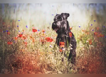 Wurfankündung Riesenschnauzer schwarz Kör & Leistungszucht