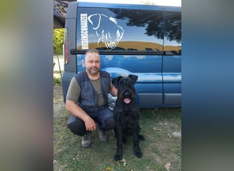 Wurfankündung Riesenschnauzer schwarz Kör & Leistungszucht