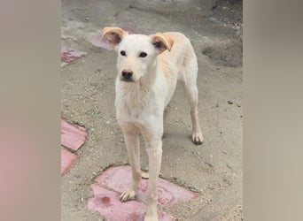 Bombay, leise schüchtern und unsichtbar